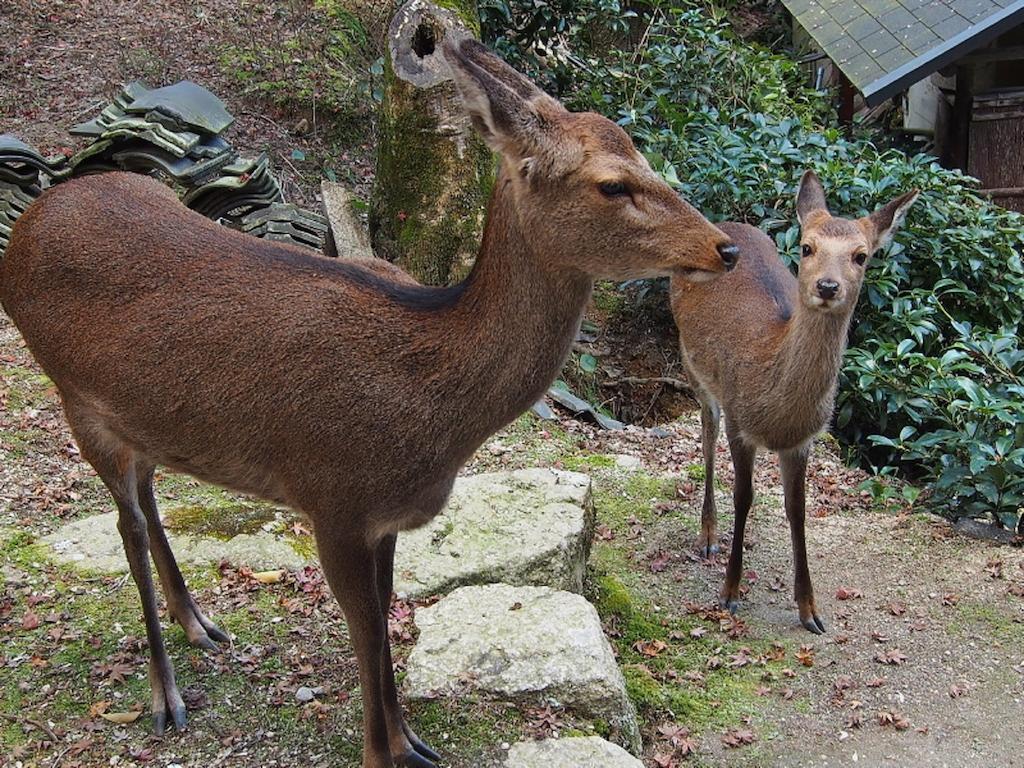 Sakuraya Otel Itsukushima Dış mekan fotoğraf