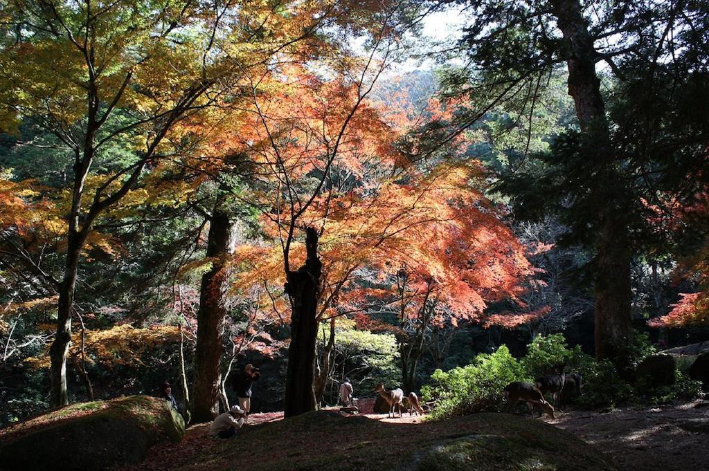 Sakuraya Otel Itsukushima Dış mekan fotoğraf